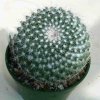 Mammillaria_layporianum